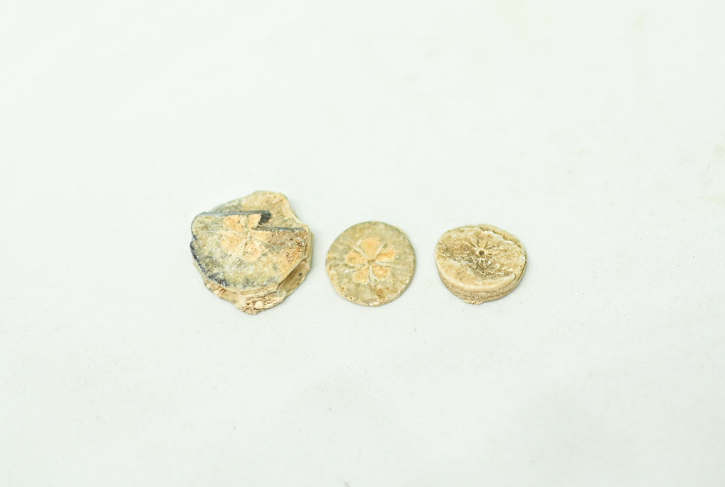 Ptolemejskie dyski wapienne – Wkłady rozetowe (3 sztuki)