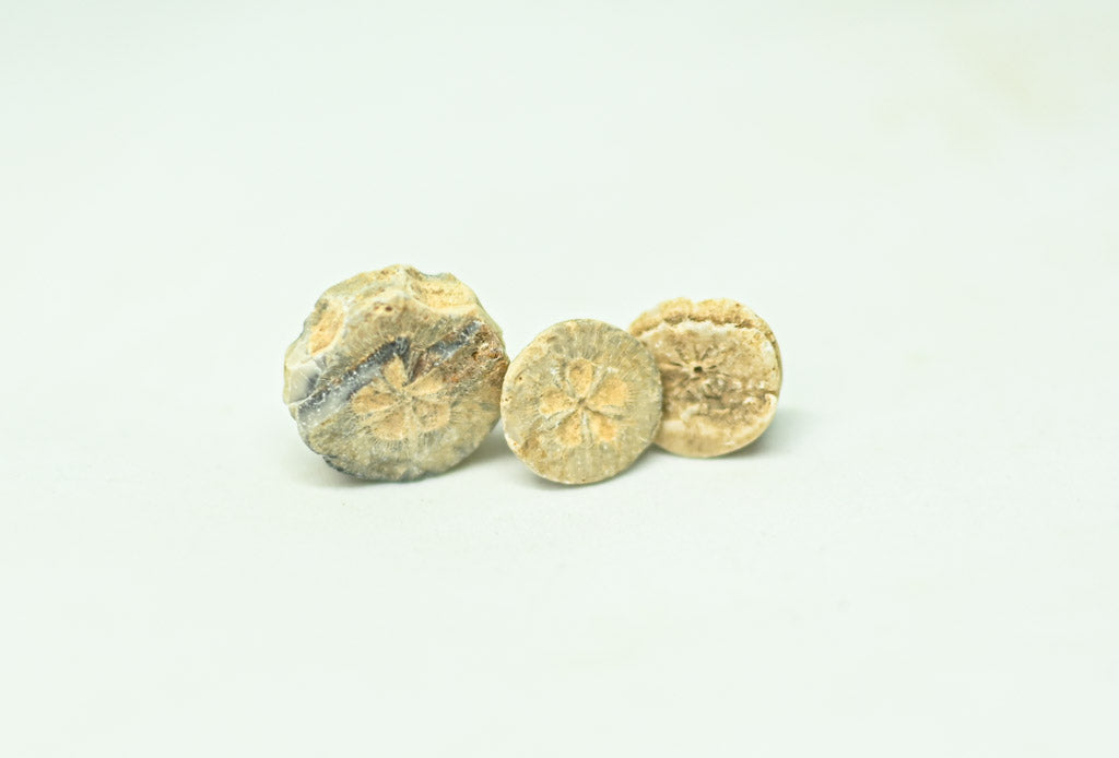 Ptolemejskie dyski wapienne – Wkłady rozetowe (3 sztuki)