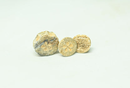 Ptolemejskie dyski wapienne – Wkłady rozetowe (3 sztuki)